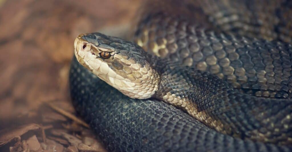 Il cottonmouth è caratterizzato da una grande testa a forma di vanga, bocche bianche luminose e bande alternate di motivi chiari e scuri.
