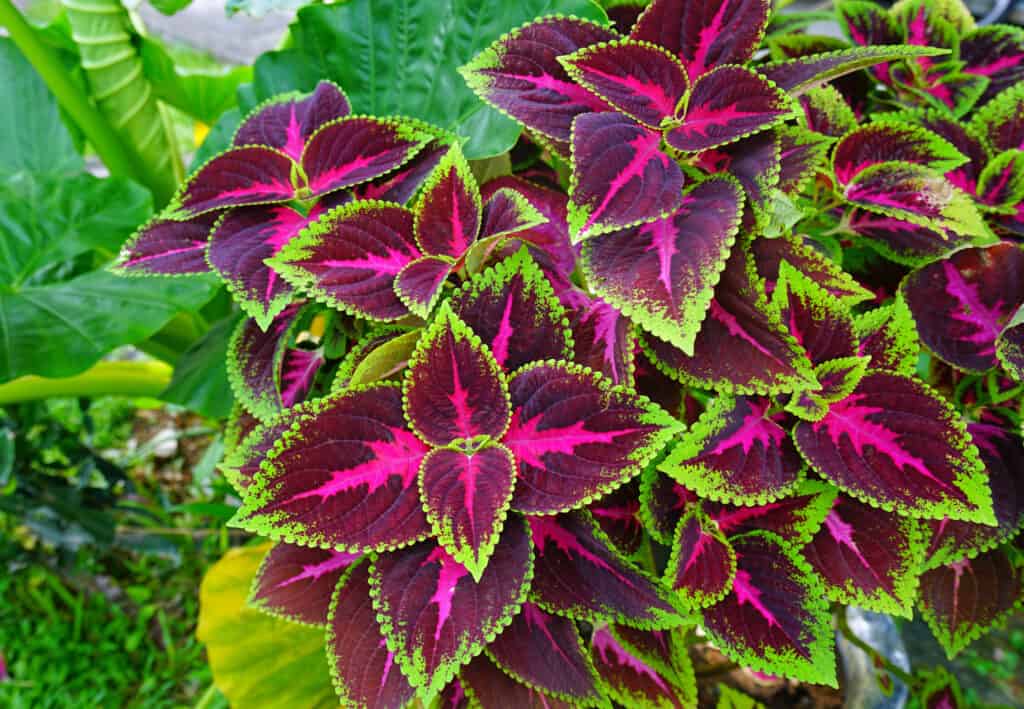 Foglie rosse e verdi della pianta del coleus