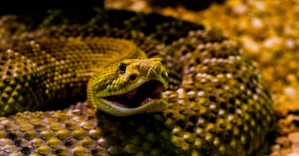 Serpente toro vs serpente a sonagli