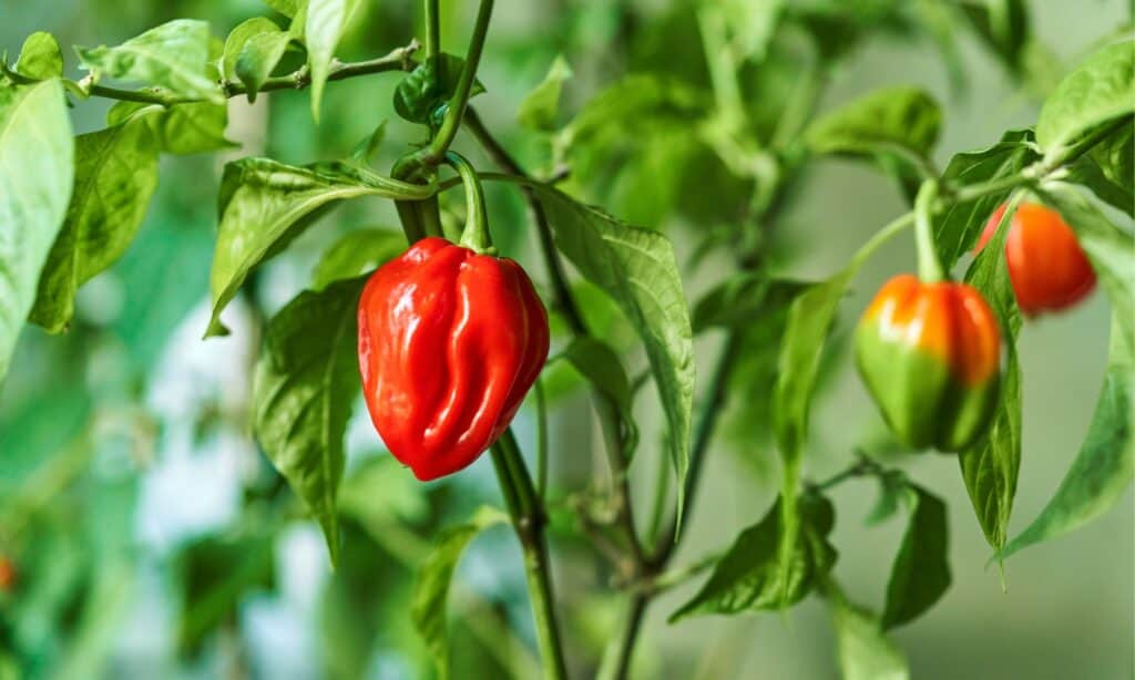 Habanero contro Ghost Pepper