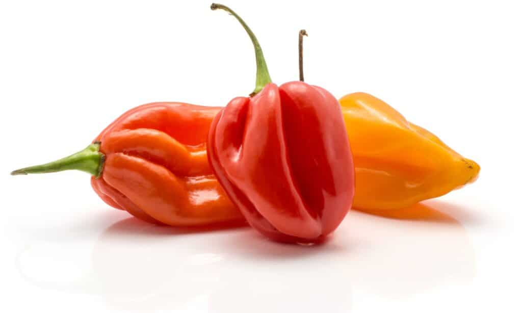 Habanero contro Ghost Pepper