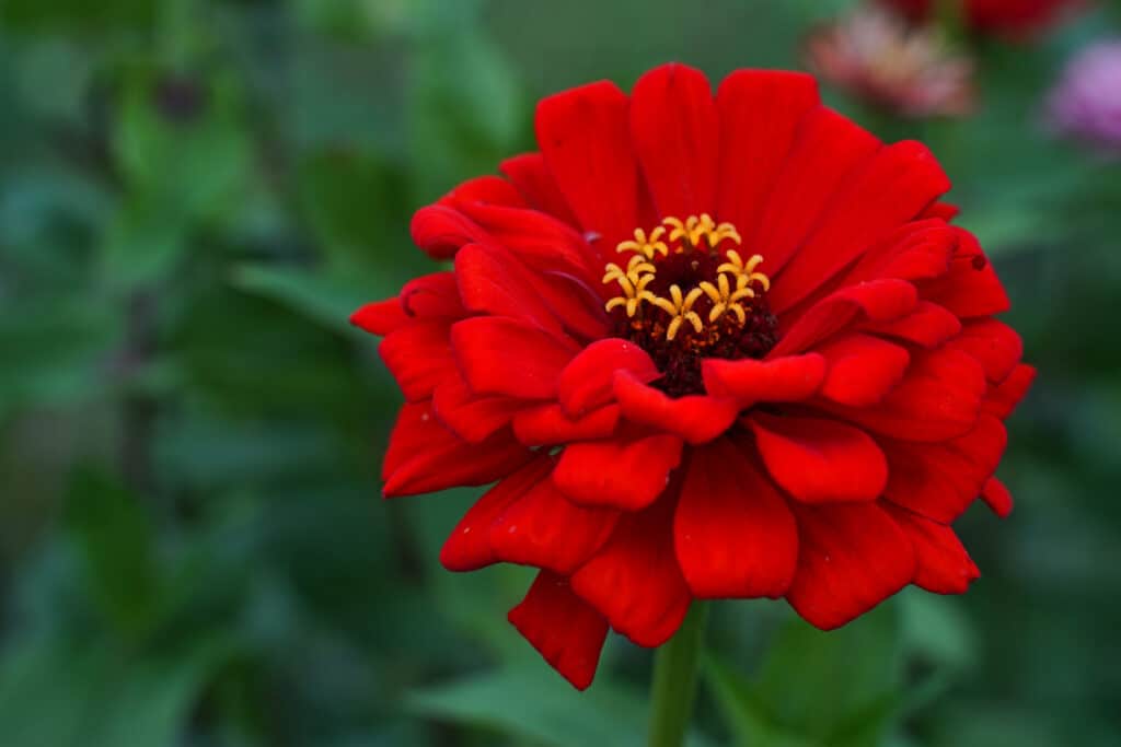 Fiore di zinnia rosso gigante