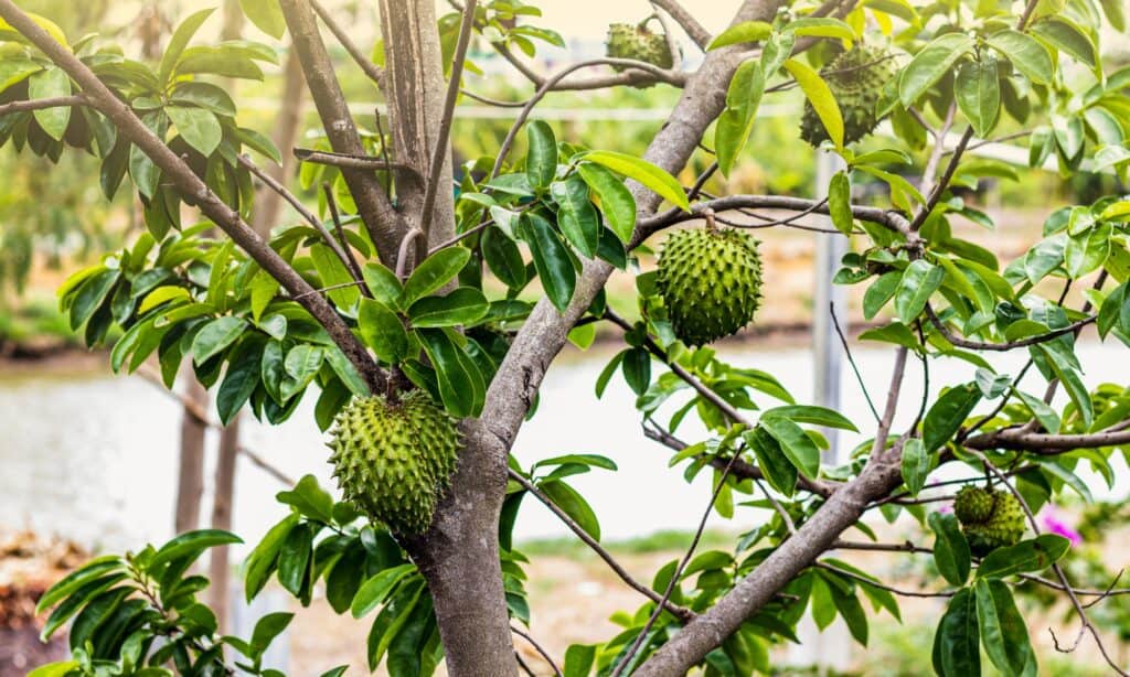 albero di soursop in crescita