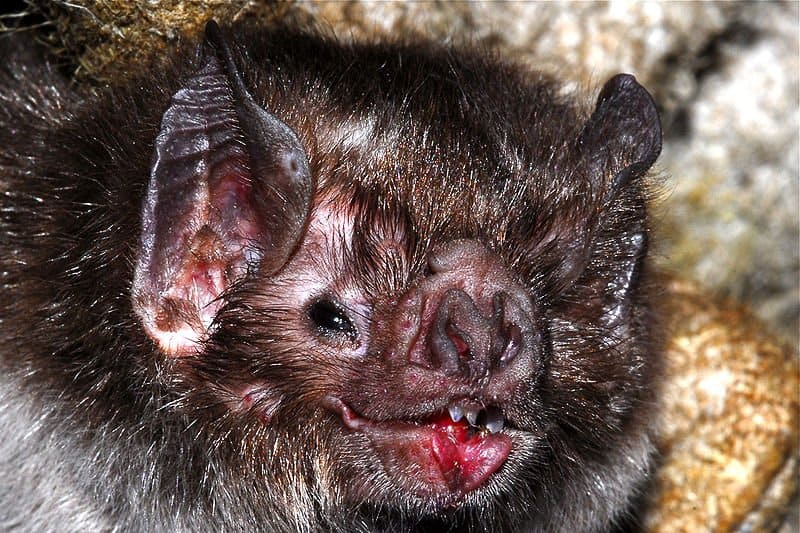 Cosa mangiano i pipistrelli vampiri?  - i pipistrelli vampiri non sono pericolosi per l'uomo