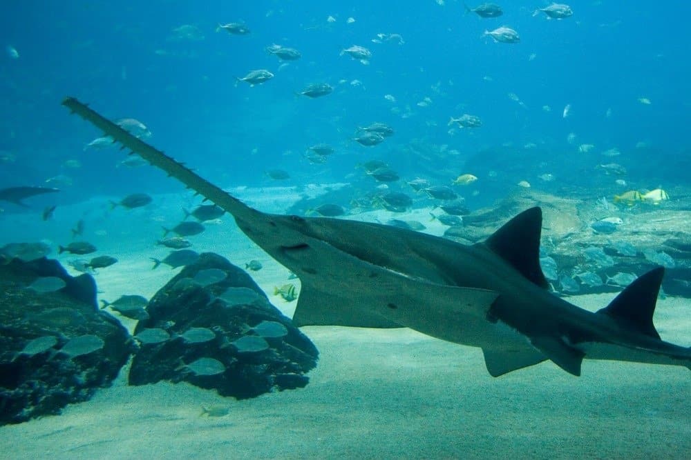 Sawfish che nuota tra gli altri pesci