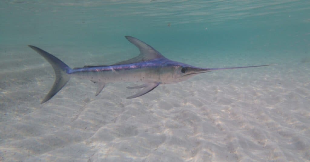 Animali con occhi grandi – pesce spada