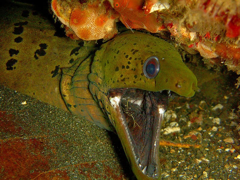 Murena