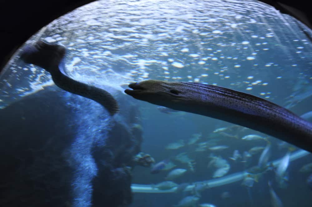 anguilla elettrica