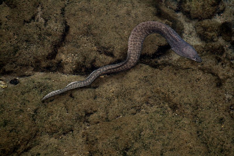 Murena