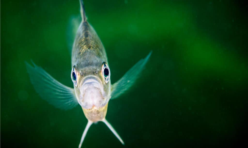 Bluegill sott'acqua nel fiume San Lorenzo in Canada.  Il persico sole ha una sfumatura bluastra di squame sulla faccia.