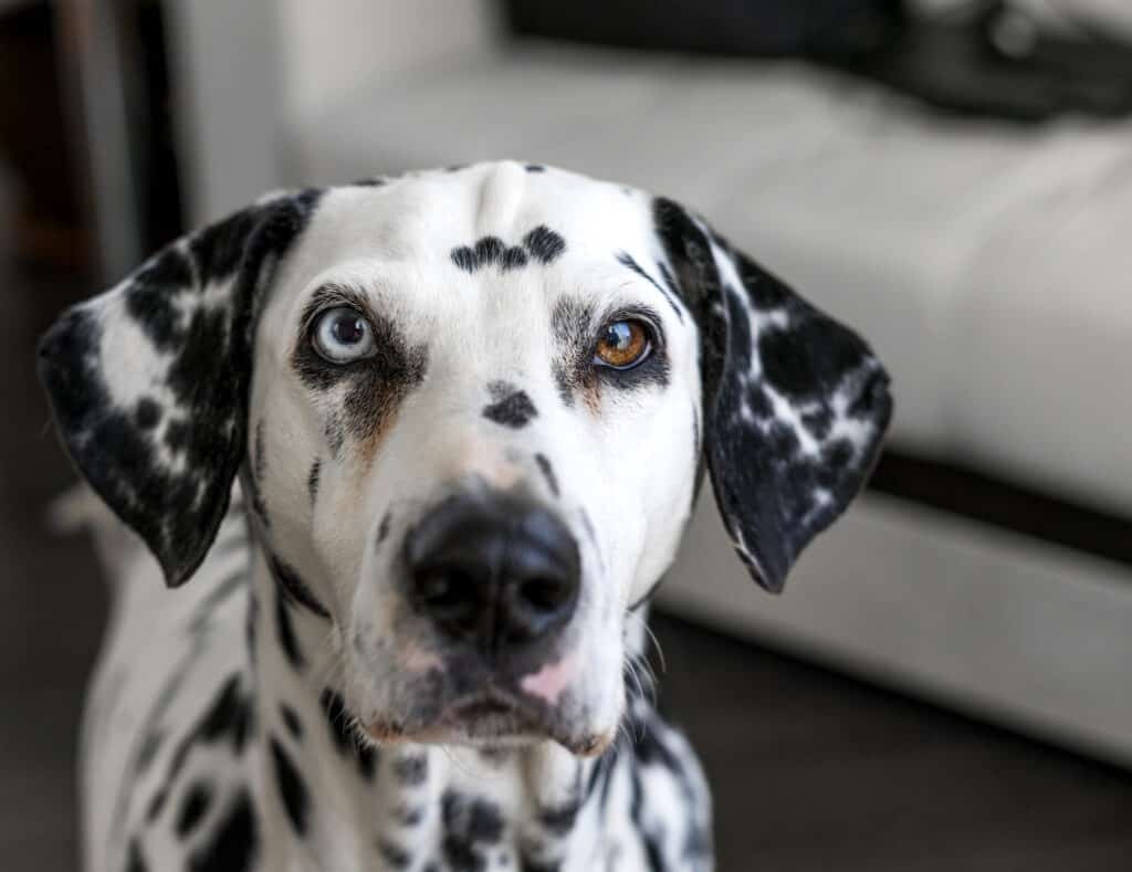 Volto dalmata.