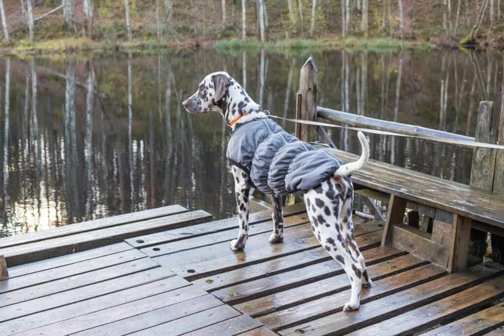 Dalmata in cappotto invernale.