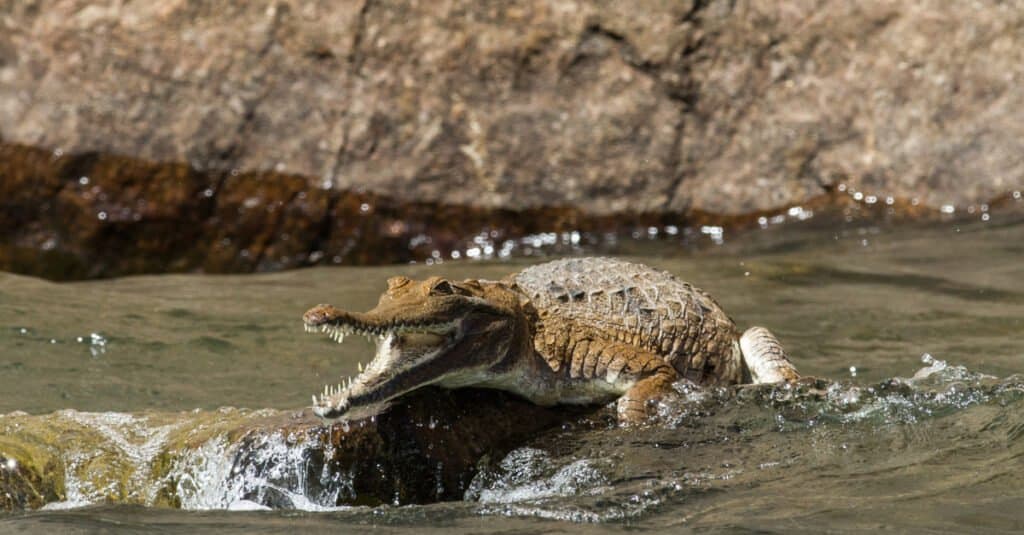 Coccodrillo d'acqua dolce australiano in un fiume