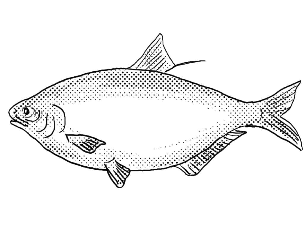 Bufalo bigmouth