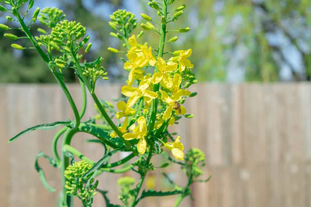 semi di cavolo nero