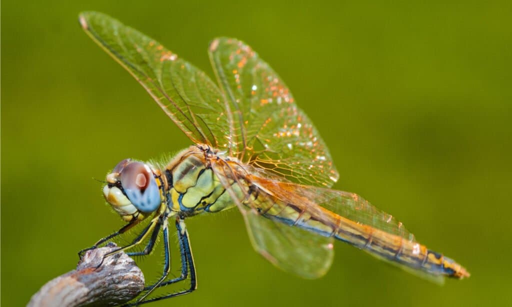 libellula