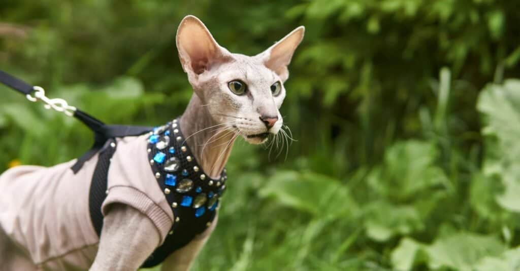 I gatti più brutti - Peterbald