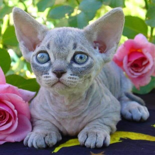 I gatti più brutti - Minskin