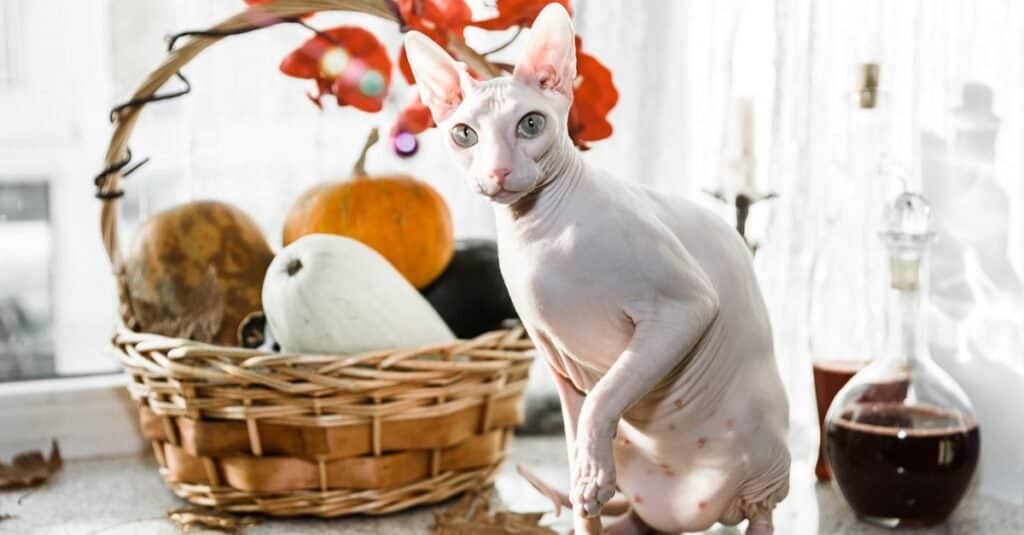 I gatti più brutti - Donskoy
