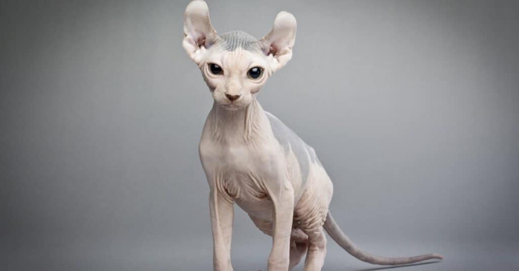 I gatti più brutti - Gatto elfo