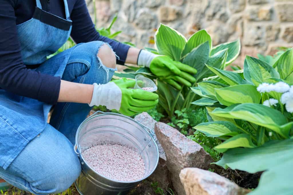 semi di hosta