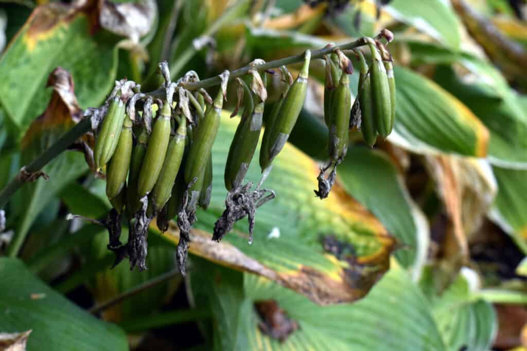 semi di hosta