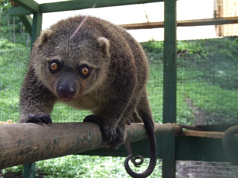 Sulawesi Bear Cuscus (Ailurops ursinus), Nord Sulawesi, Indonesia
