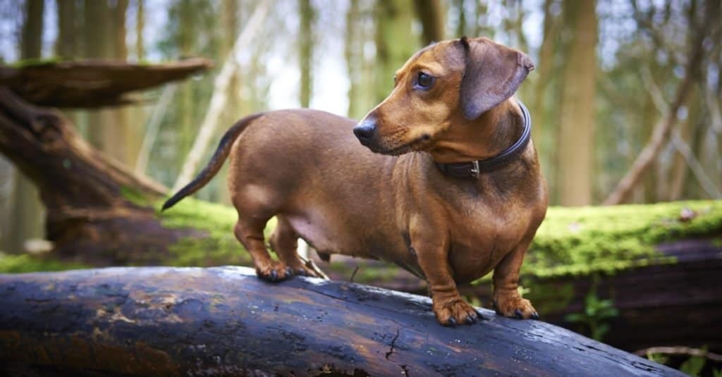 Bassotto in miniatura su un albero nel bosco inglese.