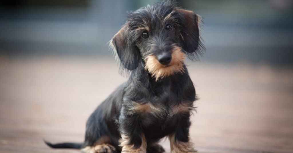 Simpatico e timido cucciolo di bassotto tedesco a pelo duro.