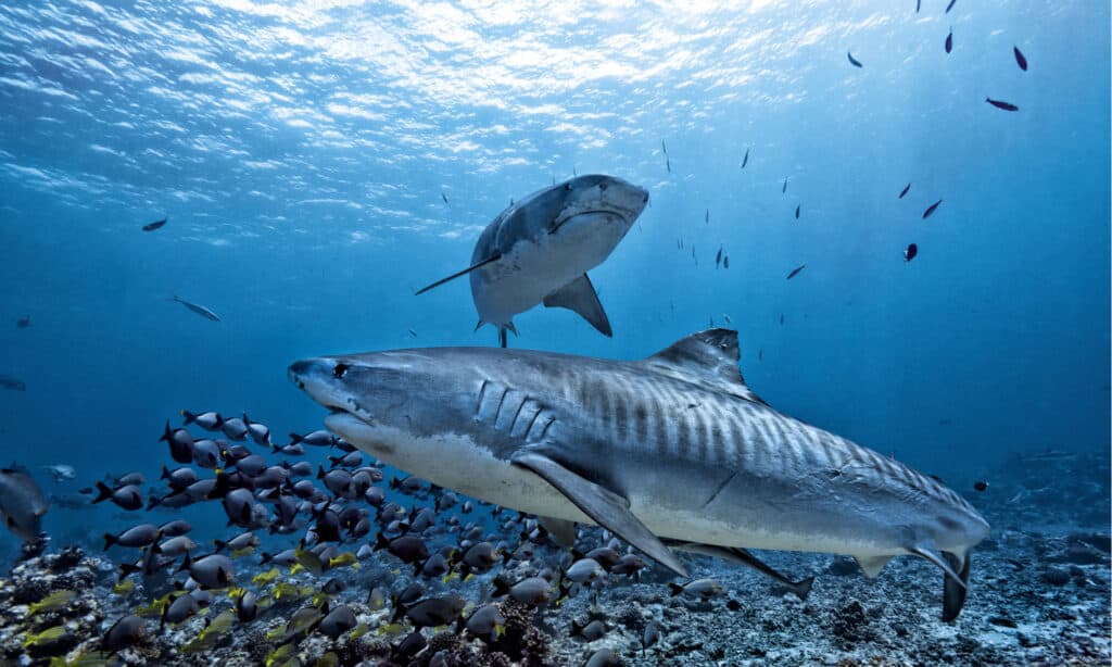 Squalo tigre che nuota sulla scogliera
