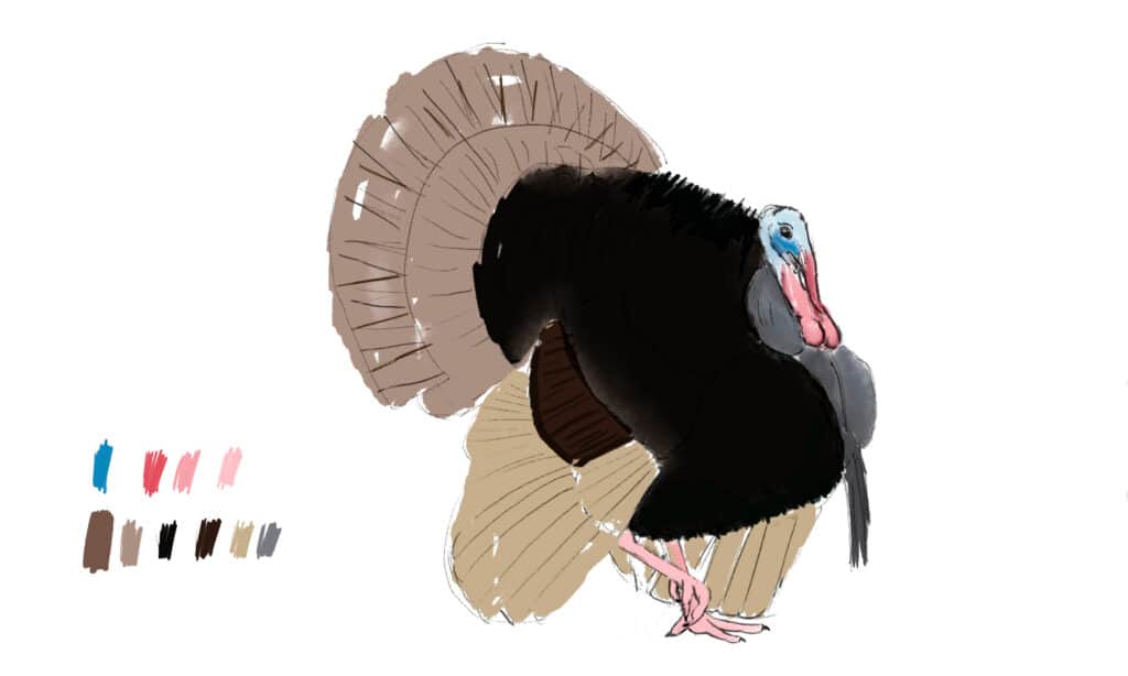 Aggiungi i colori di base al disegno
