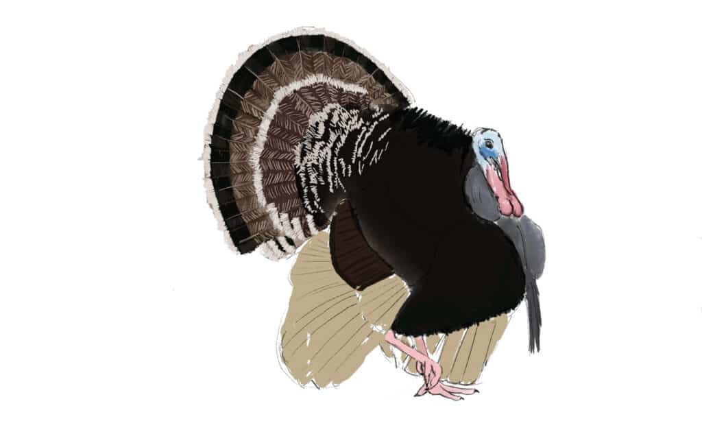 dettagli del disegno della coda di tacchino