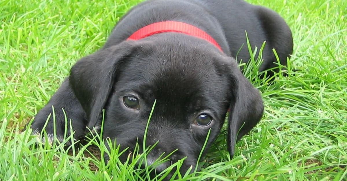 cucciolo di dalmador nero