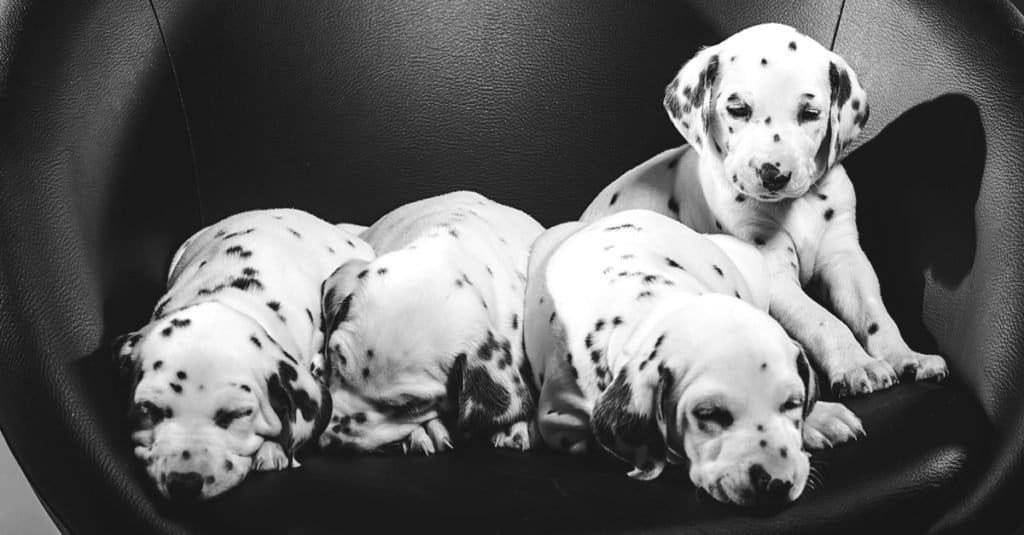 cuccioli di dalmata