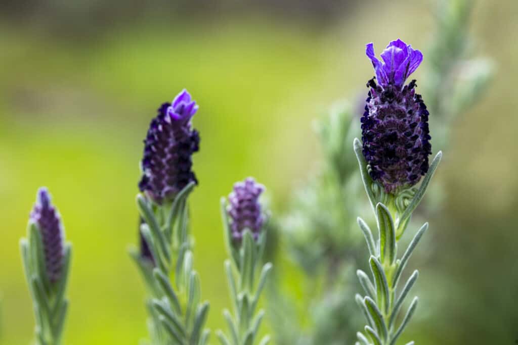 lavanda spagnola