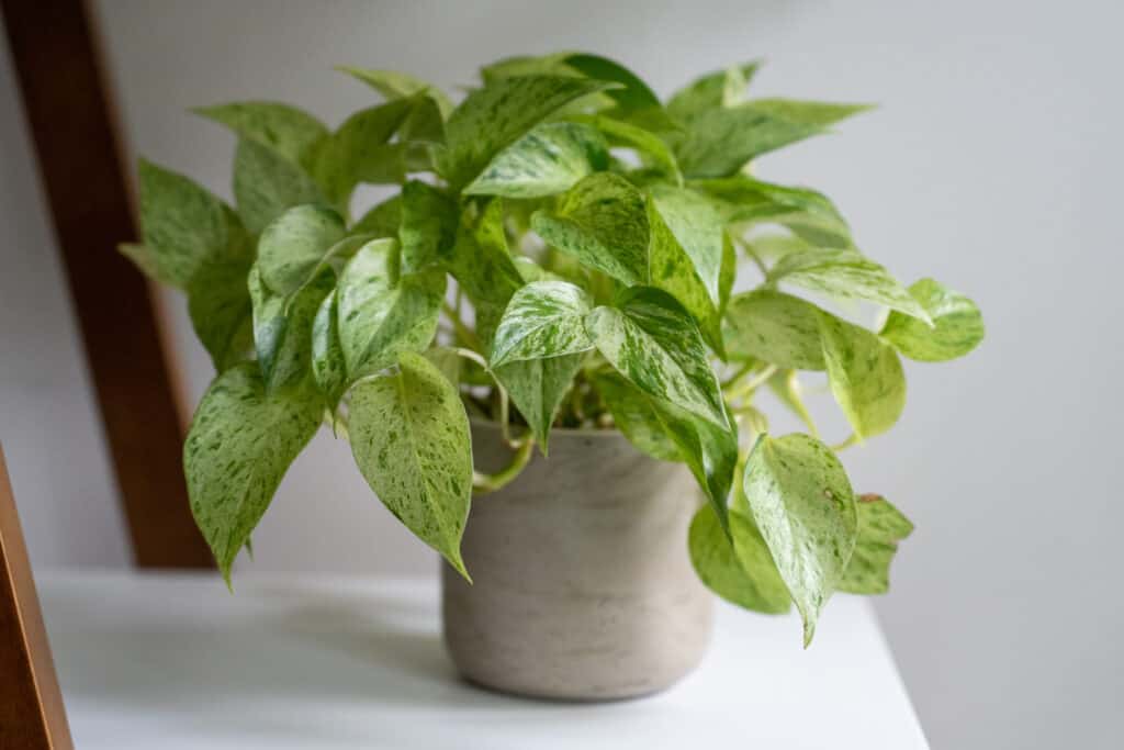 Pothos è una pianta a bassa manutenzione