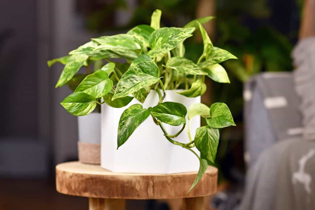 pothos d'oro