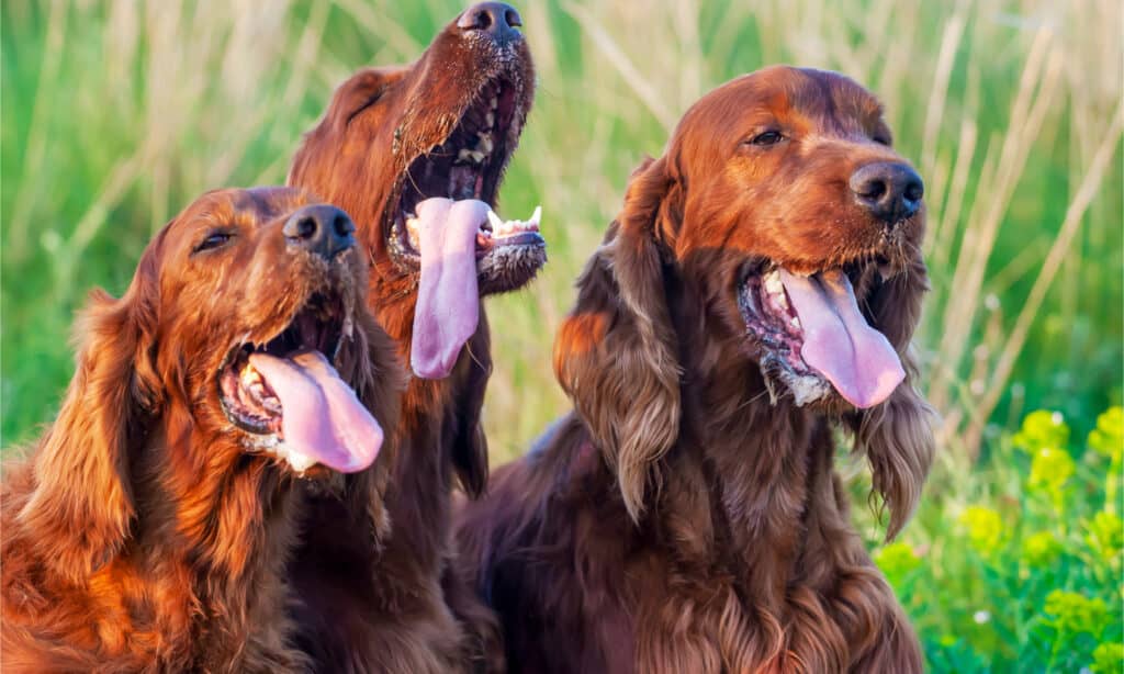 Tre setter irlandesi in un campo ansimante