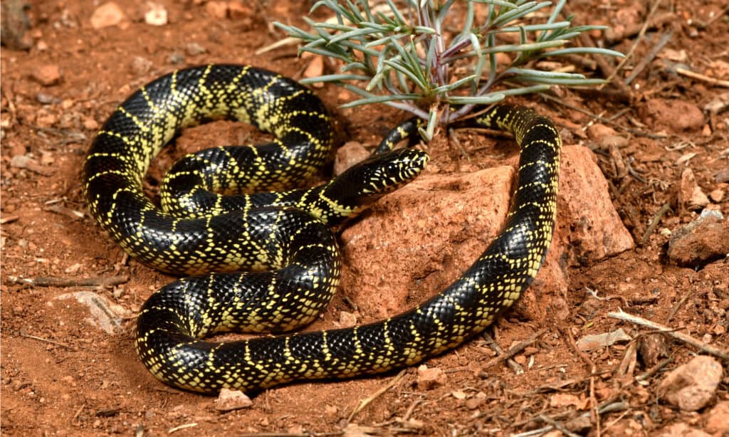 serpente reale del deserto