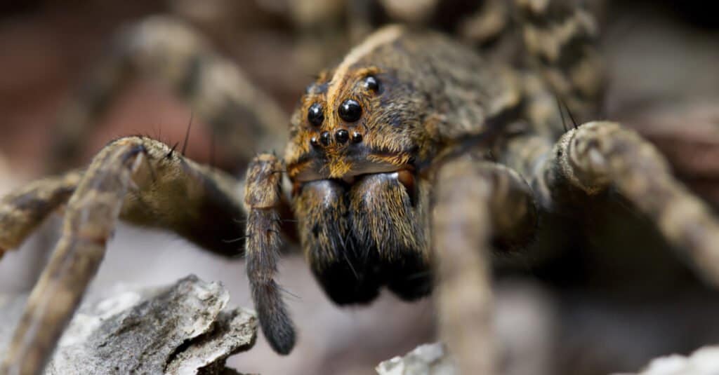Il più grande ragno lupo - Carolina Wolf Spider