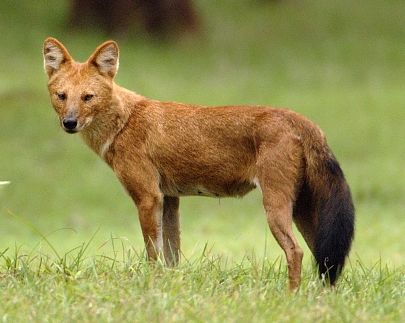 Dhole
