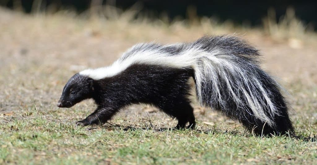 i 10 migliori animali domestici non tradizionali - puzzola