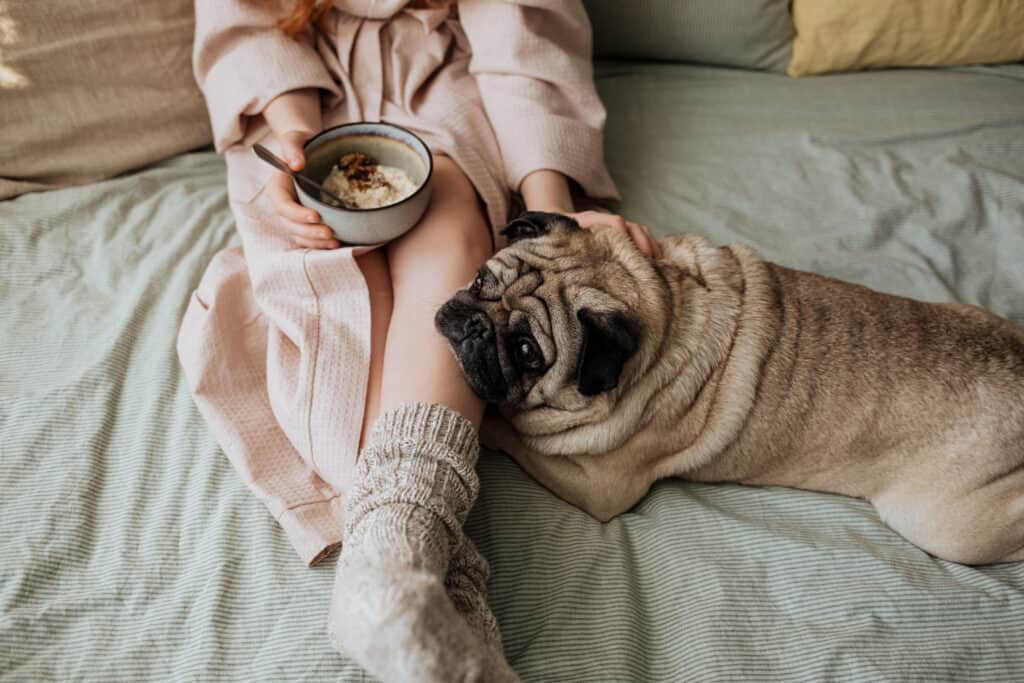 carlino con il proprietario che mangia farina d'avena