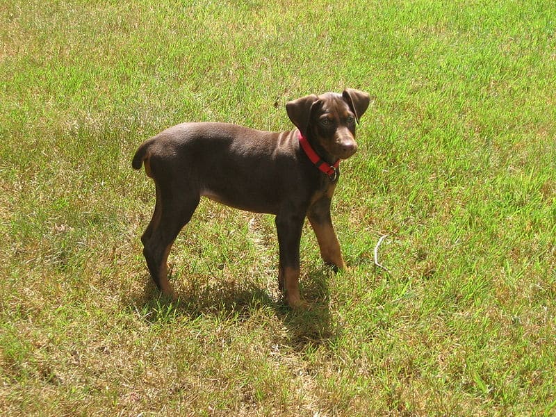 Cucciolo di doberman rosso