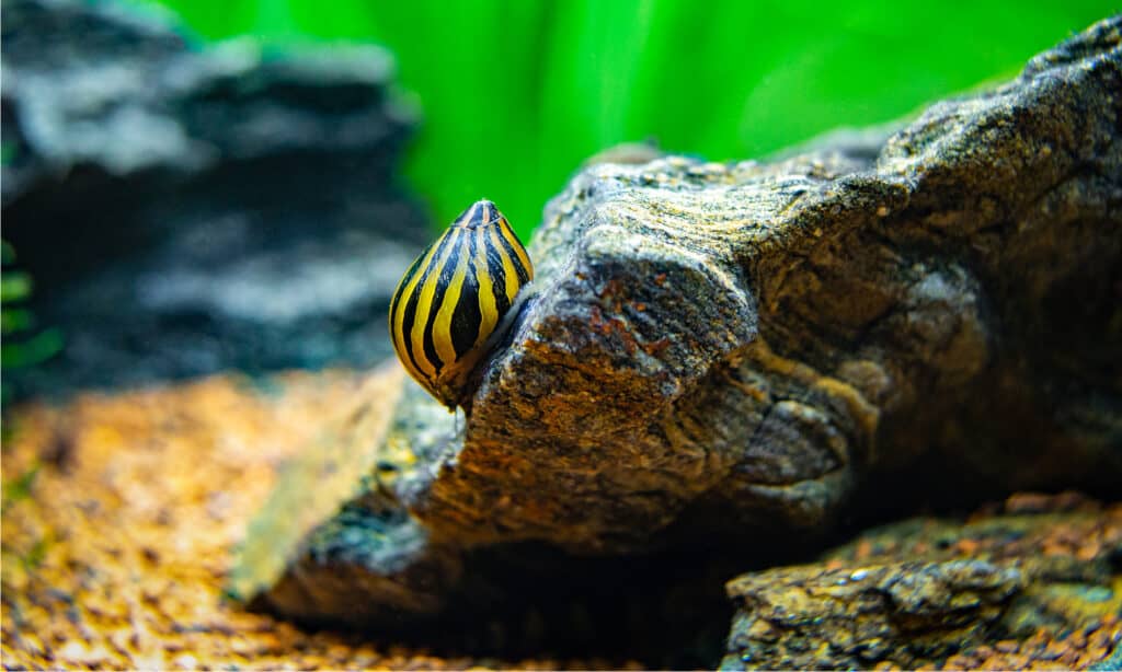 lumaca nerite maculata ( Neritina natalensis )