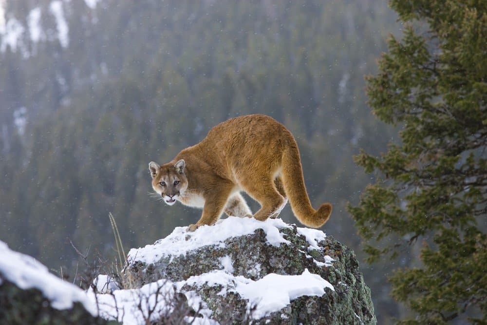 Gatti più forti - Cougar