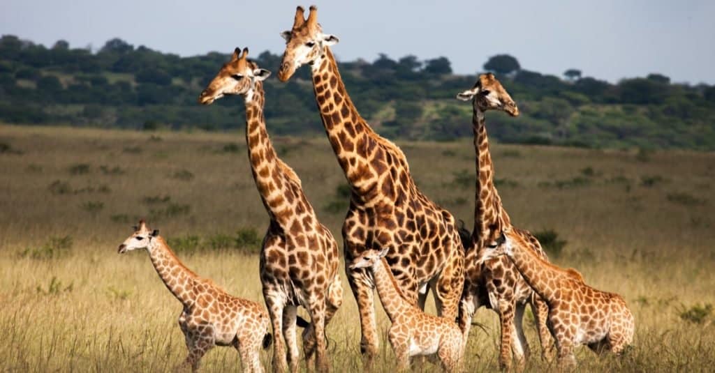piccola giraffa - una torre giraffa