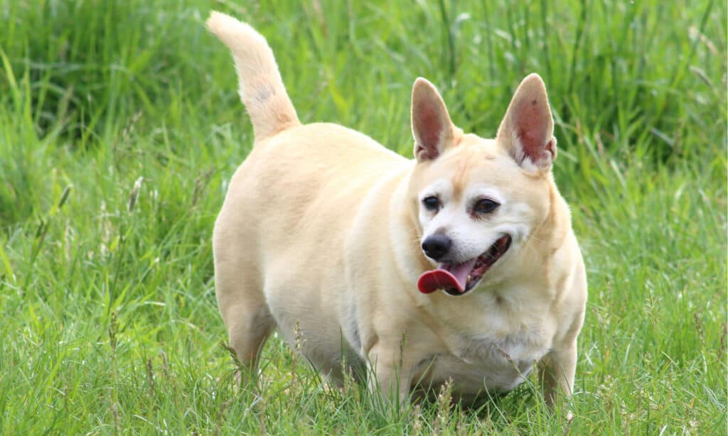 perché i cani vomitano