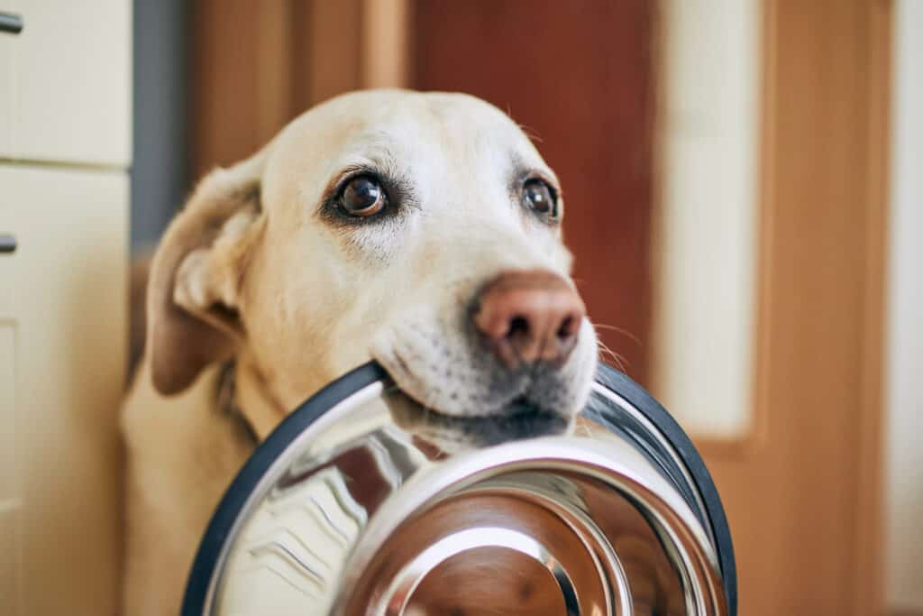 Una donna che pulisce i denti di un cane