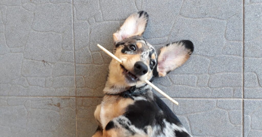 corgi americano contro corgi da cowboy